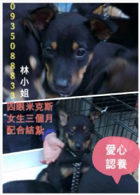 貓狗愛心認養_圖片(3)