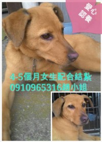 貓狗愛心認養_圖片(4)