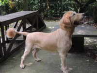 送養O巨型黃金獵犬 浩呆_圖片(3)