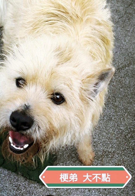 白梗-大不點 等待一個家 - 20150803113149-572901605.jpg(圖)