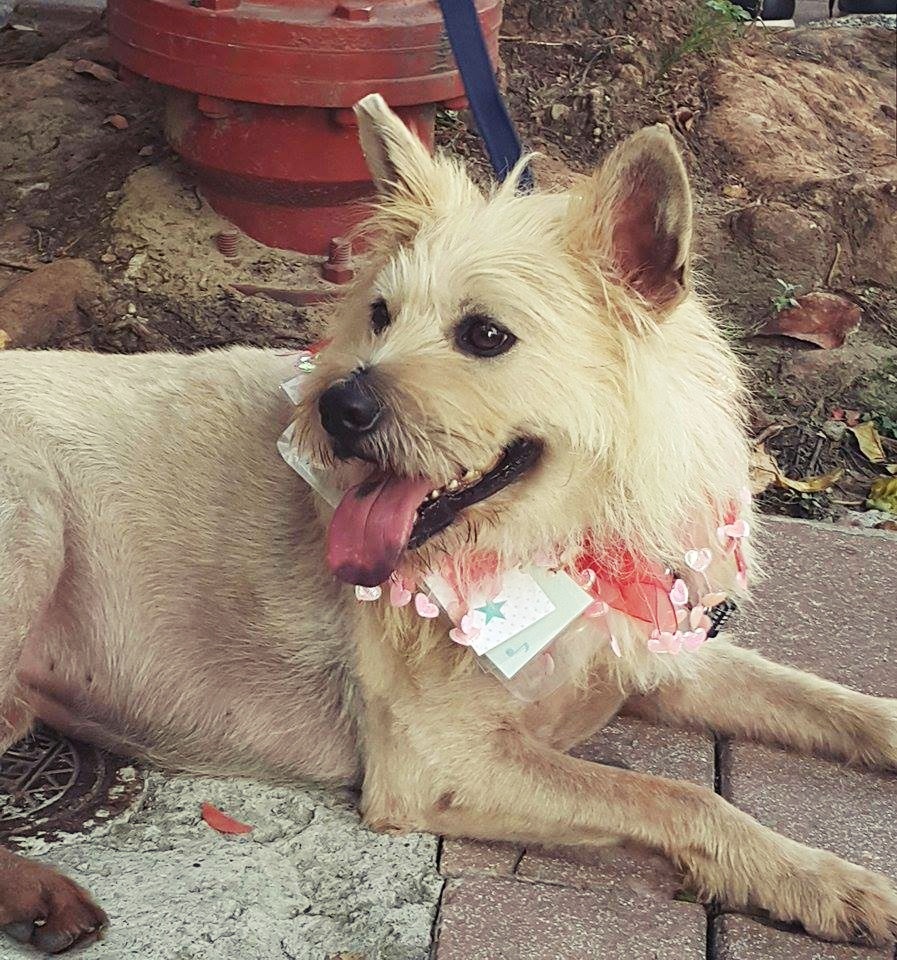 白梗-大不點 等待一個家 - 20150803113149-572927446.jpg(圖)