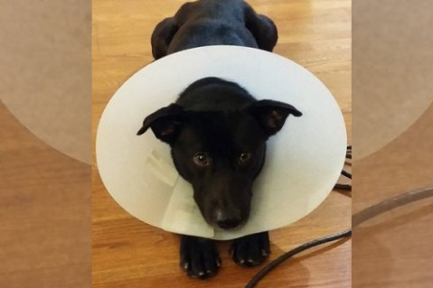 獨立的黑色米克斯-希望可以找到好家庭 - 20150525172637-546699274.jpg(圖)