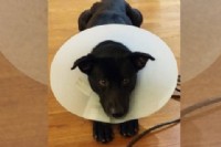 獨立的黑色米克斯-希望可以找到好家庭_圖片(1)