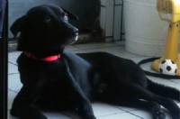 獨立的黑色米克斯-希望可以找到好家庭_圖片(2)