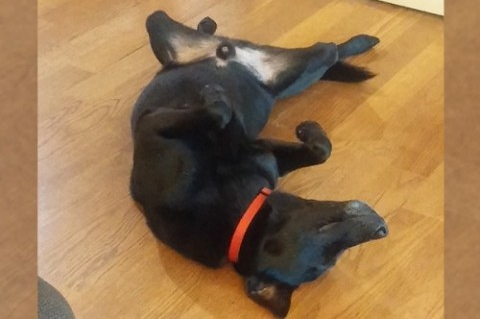 獨立的黑色米克斯-希望可以找到好家庭 - 20150525172637-546724546.jpg(圖)