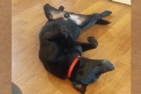 獨立的黑色米克斯-希望可以找到好家庭_圖片(3)