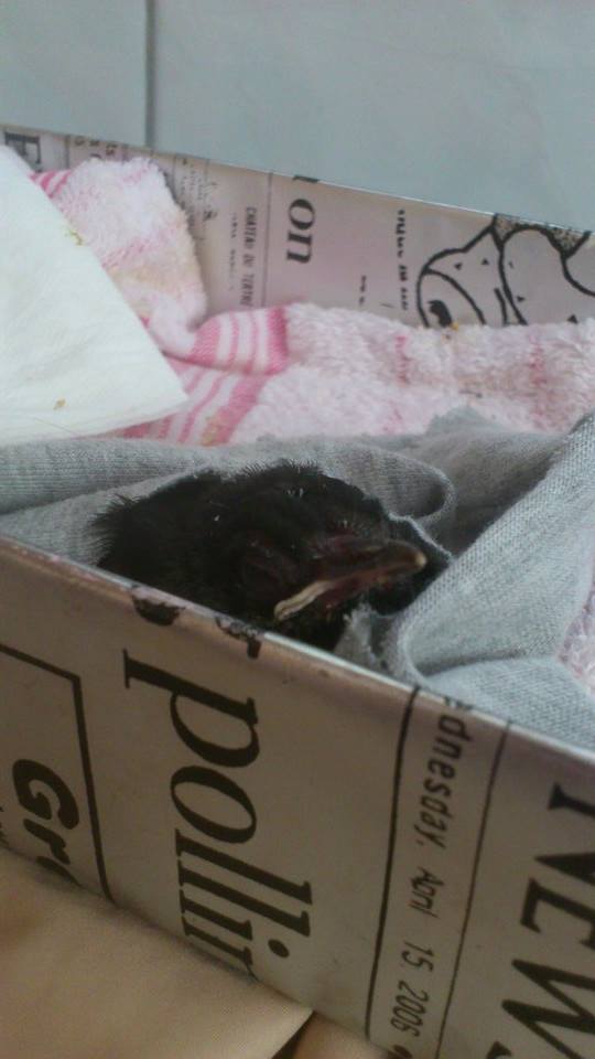 認養紅嘴黑鵯【希望能有一隻能陪伴】 - 20150706214629-190689580.jpg(圖)