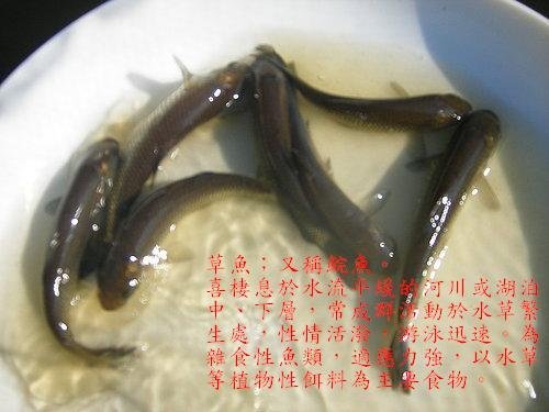 台灣淡水魚苗繁殖批發網 - 20150909184900-401668198.jpg(圖)