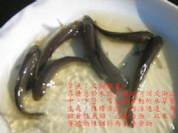 台灣淡水魚苗繁殖批發網_圖片(1)