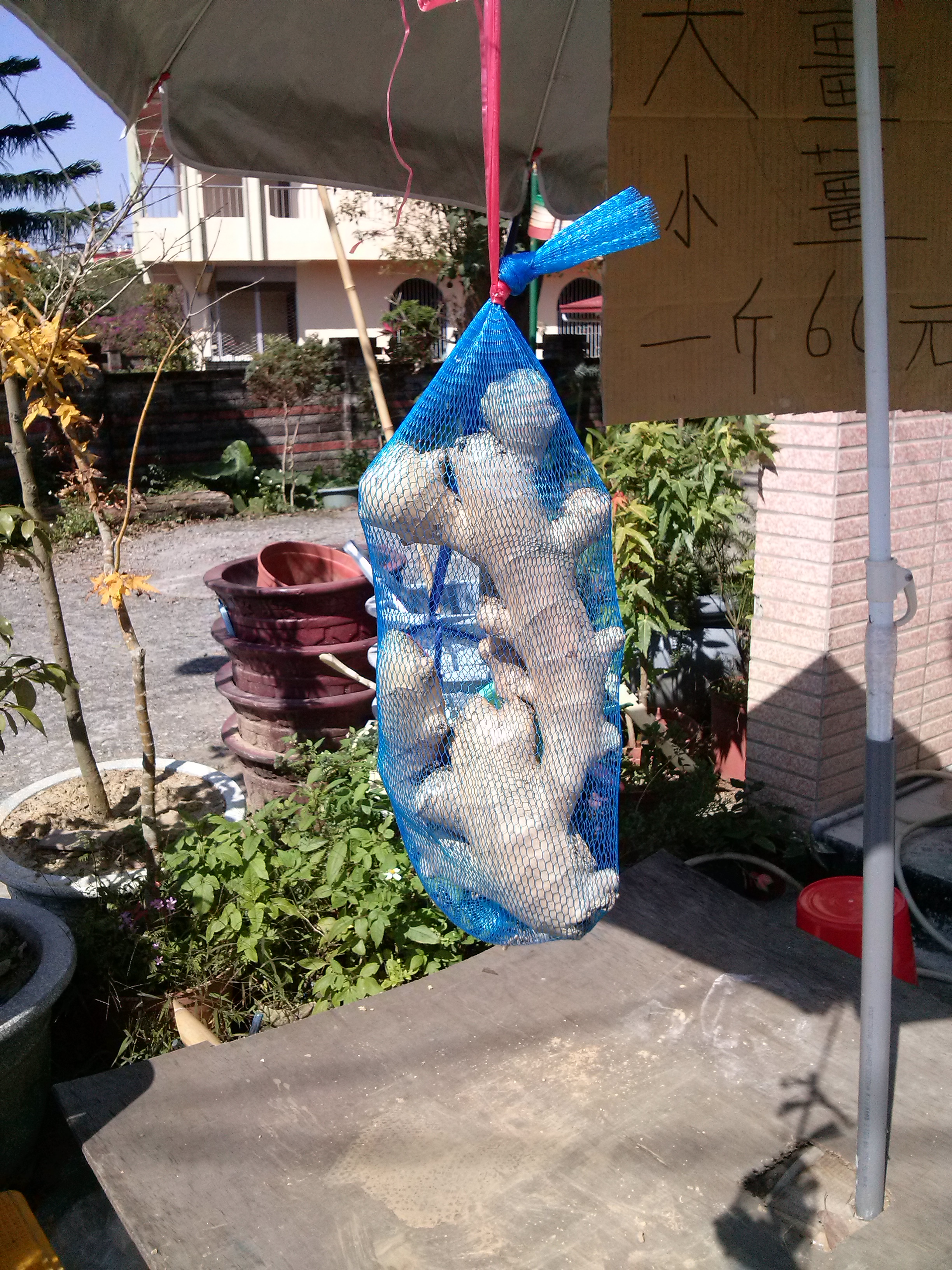 一網打盡,好薑來 ! - 20160209203018-21353612.jpg(圖)