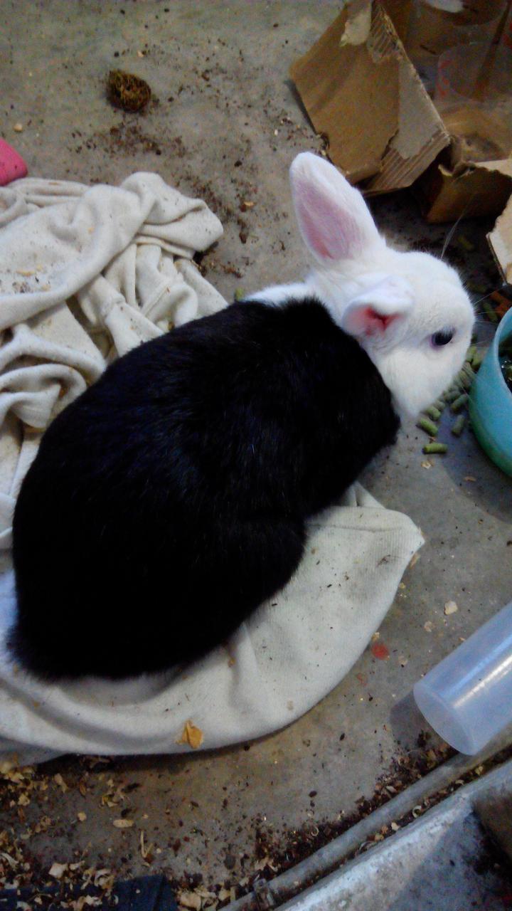 新竹市迷你兔送養，黑白色，約2歲，公的，未結紮，聯絡0961303966黃小姐 - 20151017002757-13126129.jpg(圖)