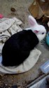 新竹縣市-新竹市迷你兔送養，黑白色，約2歲，公的，未結紮，聯絡0961303966黃小姐_圖