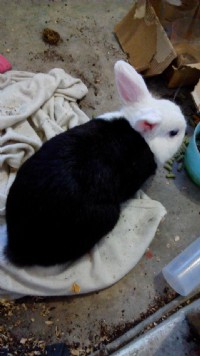 新竹市迷你兔送養，黑白色，約2歲，公的，未結紮，聯絡0961303966黃小姐_圖片(1)