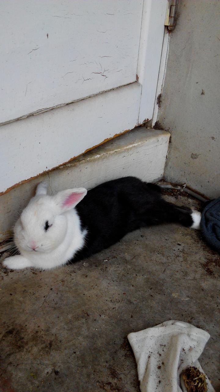 新竹市迷你兔送養，黑白色，約2歲，公的，未結紮，聯絡0961303966黃小姐 - 20151017002757-13146276.jpg(圖)