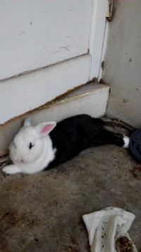 新竹市迷你兔送養，黑白色，約2歲，公的，未結紮，聯絡0961303966黃小姐_圖片(2)