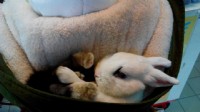 新竹市迷你兔送養，黑白色，約2歲，公的，未結紮，聯絡0961303966黃小姐_圖片(3)