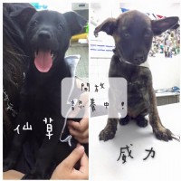 超萌米克斯幼犬姊妹求包養~>///<_圖片(1)