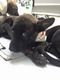 超萌米克斯幼犬姊妹求包養~>///<_圖片(3)