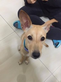 有model身材的小春急需一個家!!_圖片(1)