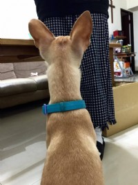 有model身材的小春急需一個家!!_圖片(2)