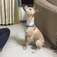 有model身材的小春急需一個家!!_圖片(3)