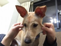 有model身材的小春急需一個家!!_圖片(4)