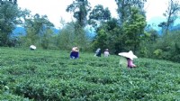 2016春茶即將上市❦歡迎預購_圖片(1)