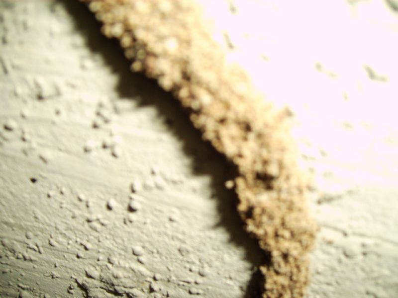 彰崑病媒防治 除蟲 消毒 殺菌 白蟻 蟑螂 跳蚤 蚊子 蒼蠅 蛀蟲 老鼠.雲林 苗栗 台中 嘉義 彰化 南投  http://www.pcotw.com.tw/ - 20070518003610_523653828.JPG(圖)