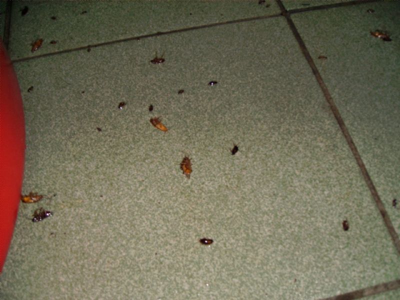 彰崑病媒防治 除蟲 消毒 殺菌 白蟻 蟑螂 跳蚤 蚊子 蒼蠅 蛀蟲 老鼠.雲林 苗栗 台中 嘉義 彰化 南投  http://www.pcotw.com.tw/ - 20070518003610_524083500.GIF(圖)