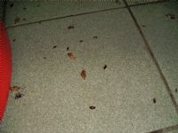 彰崑病媒防治 除蟲 消毒 殺菌 白蟻 蟑螂 跳蚤 蚊子 蒼蠅 蛀蟲 老鼠.雲林 苗栗 台中 嘉義 彰化 南投  http://www.pcotw.com.tw/_圖片(4)