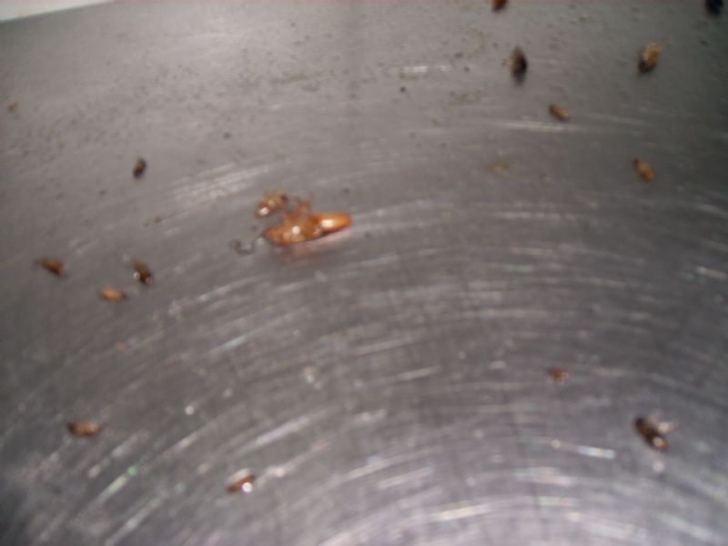 彰崑病媒防治 0928---664328 除蟲 消毒 殺菌 苗栗 彰化 雲林 台中 嘉義 南投 台南 http://www.pcotw.com.tw/ - 20070518004136_523315906.JPG(圖)