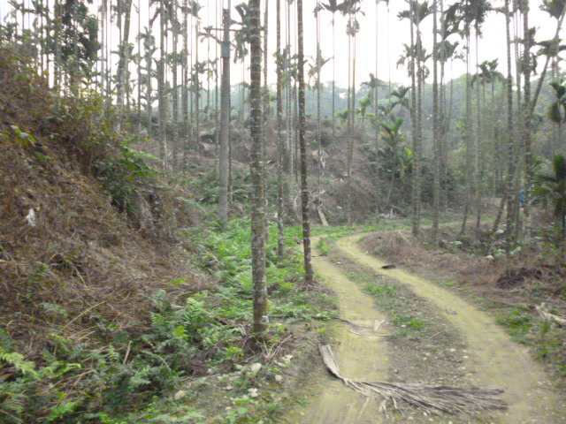 雲林縣山坡地出售 - 20160201155718-313731205.JPG(圖)