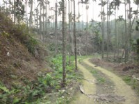 雲林縣山坡地出售_圖片(1)