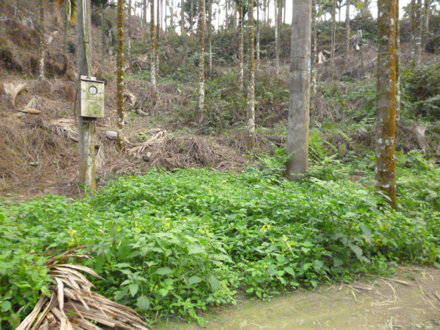 雲林縣山坡地出售 - 20160201155718-313746053.JPG(圖)