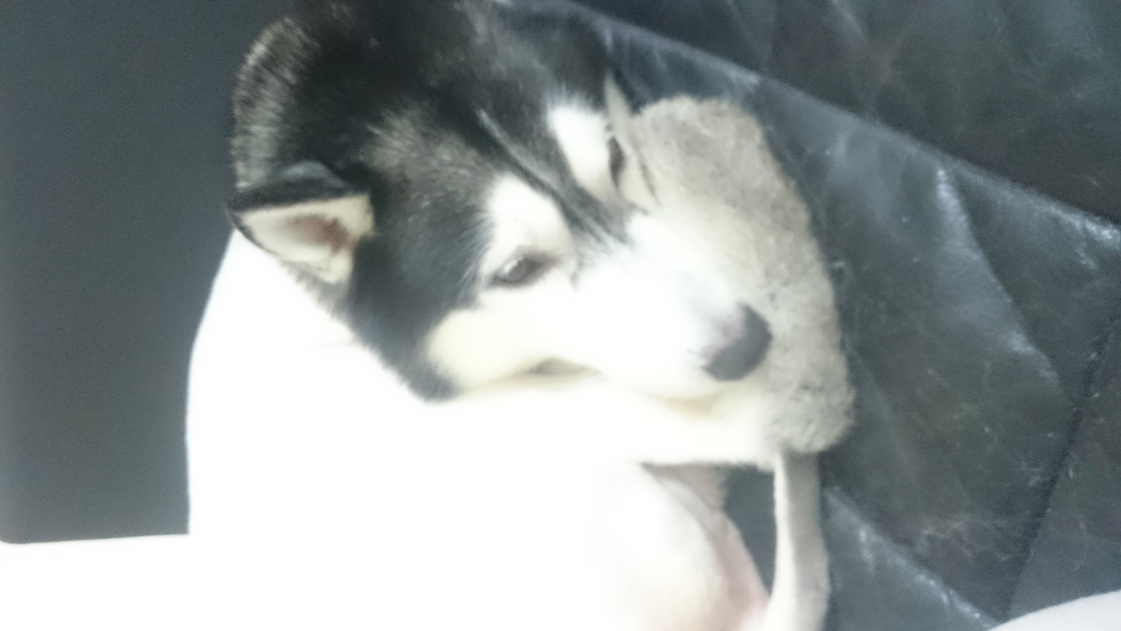 送養成犬哈士奇 - 20160226231116-499750738.jpg(圖)