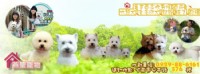全台台南獨家西高地白梗明星犬舍燕翬物專業培育寵物專賣店_圖片(1)