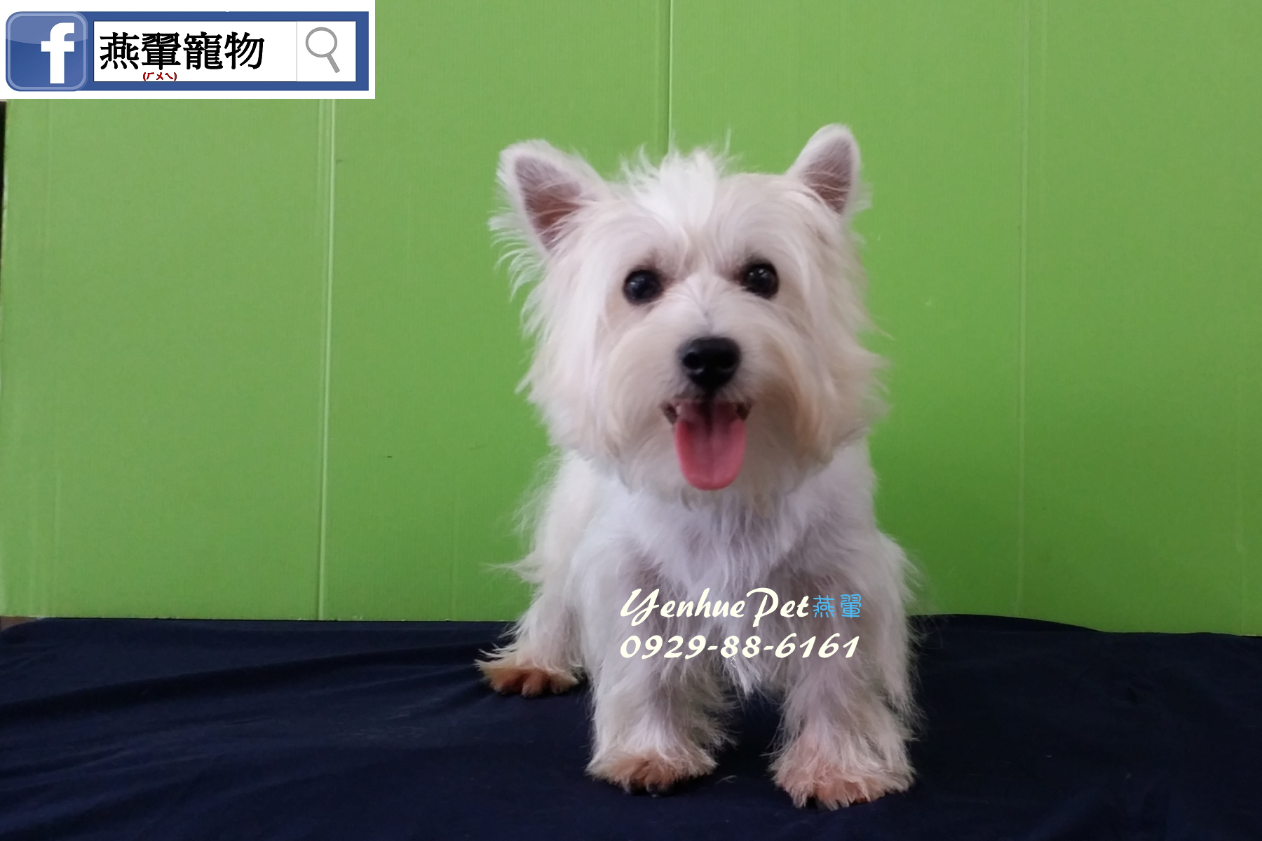 全台台南犬舍燕翬物專業培育寵物專賣店 - 20160921164808-448915698.jpg(圖)