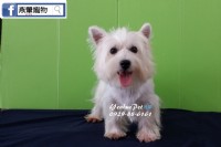全台台南犬舍燕翬物專業培育寵物專賣店_圖片(1)