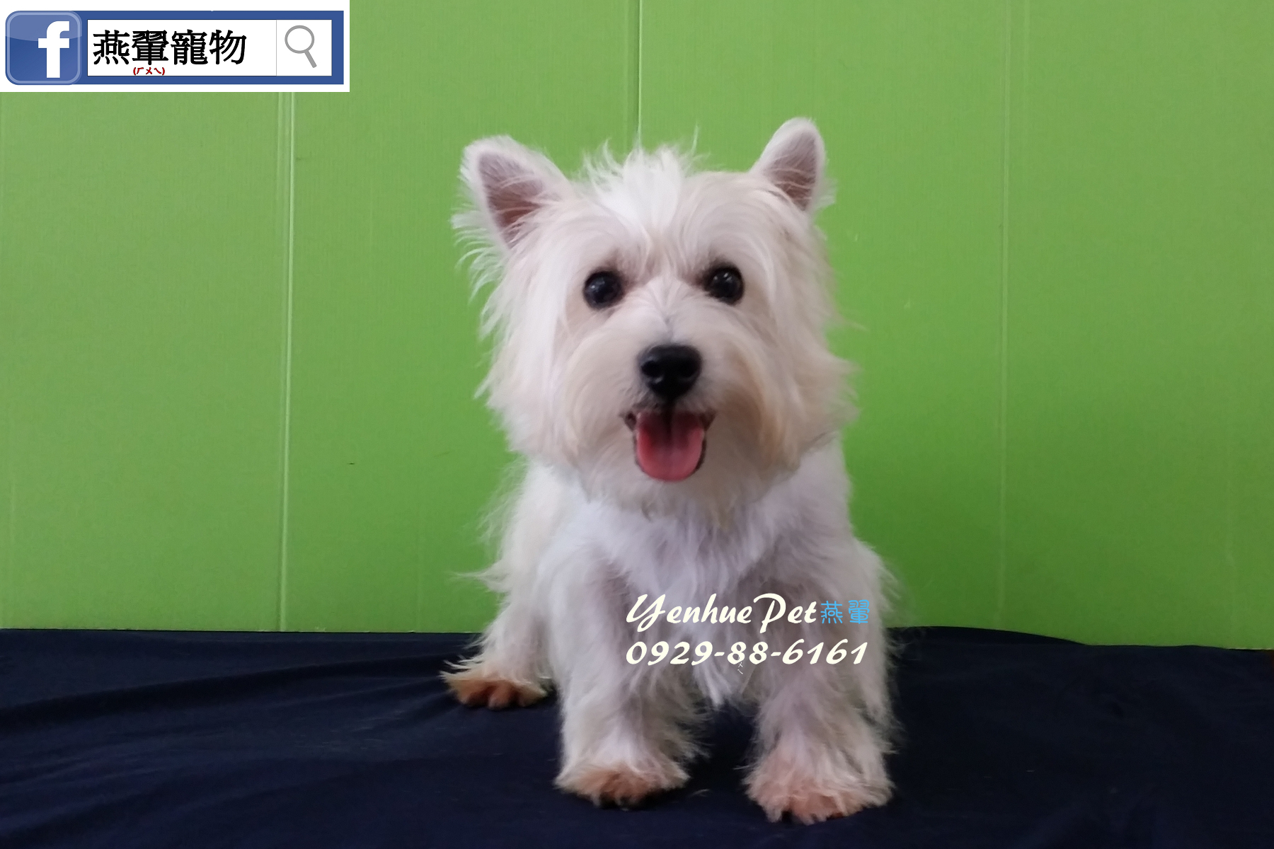 全台台南犬舍燕翬物專業培育寵物專賣店 - 20160921164808-448927545.jpg(圖)