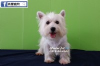 全台台南犬舍燕翬物專業培育寵物專賣店_圖片(2)