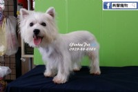 全台台南犬舍燕翬物專業培育寵物專賣店_圖片(3)