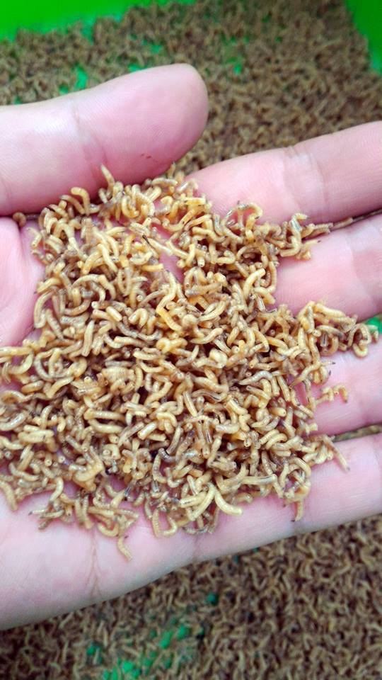 蠅蛆產品開發，養殖、生產、加工、貿易 - 20160924143805-699412191.jpg(圖)