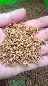 蠅蛆產品開發，養殖、生產、加工、貿易_圖片(1)