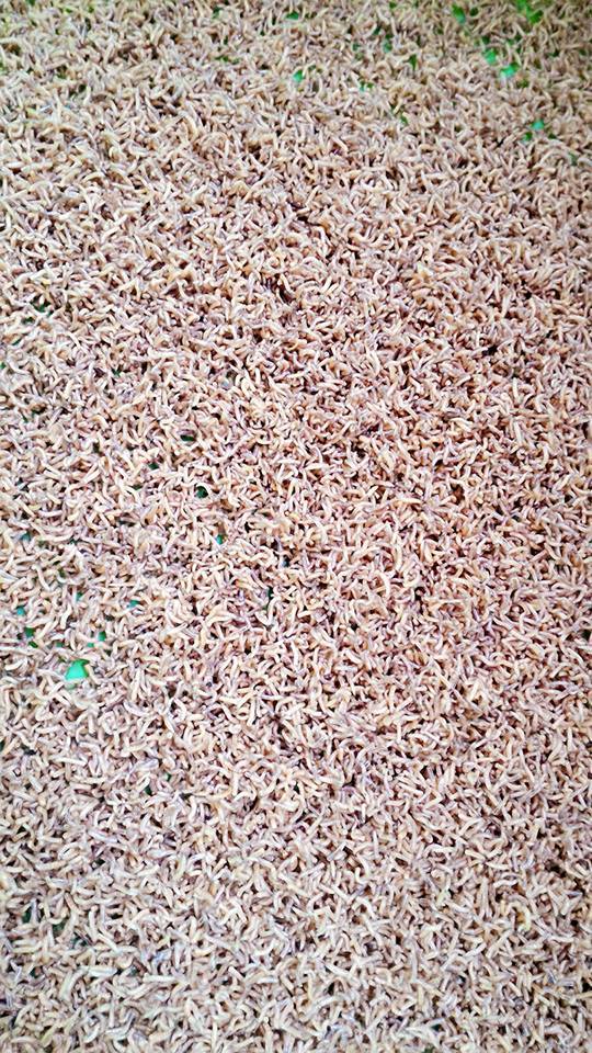 蠅蛆產品開發，養殖、生產、加工、貿易 - 20160924143805-699419673.jpg(圖)