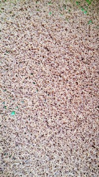 蠅蛆產品開發，養殖、生產、加工、貿易_圖片(2)