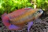 台中市-狂熱水族館:稀有燈科魚.南美野生短鯛.小型野生異形魚.進口水族用品.專賣_圖