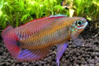 狂熱水族館:稀有燈科魚.南美野生短鯛.小型野生異形魚.進口水族用品.專賣_圖片(1)