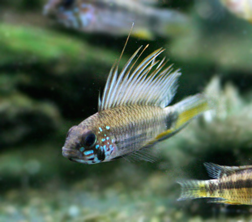 狂熱水族館:稀有燈科魚.南美野生短鯛.小型野生異形魚.進口水族用品.專賣 - 20180623165014-745664622.jpg(圖)