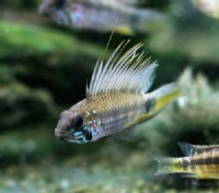 狂熱水族館:稀有燈科魚.南美野生短鯛.小型野生異形魚.進口水族用品.專賣_圖片(2)