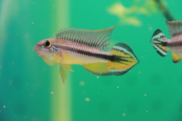 狂熱水族館:稀有燈科魚.南美野生短鯛.小型野生異形魚.進口水族用品.專賣 - 20180623165014-745703184.jpg(圖)